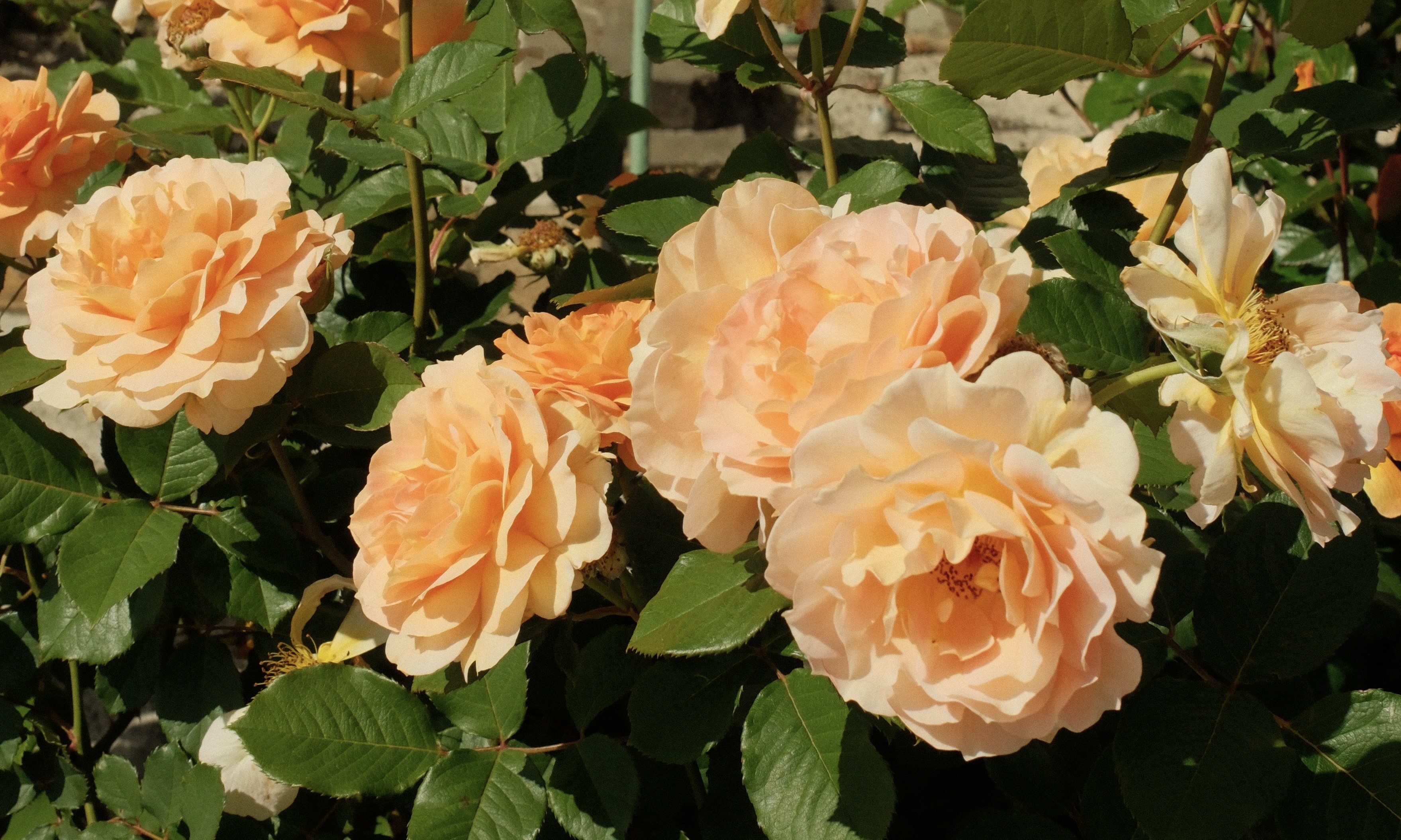 Spring is in the air! | SwanCare